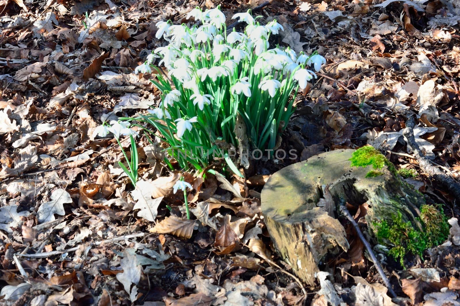 Winter snow drops by pauws99