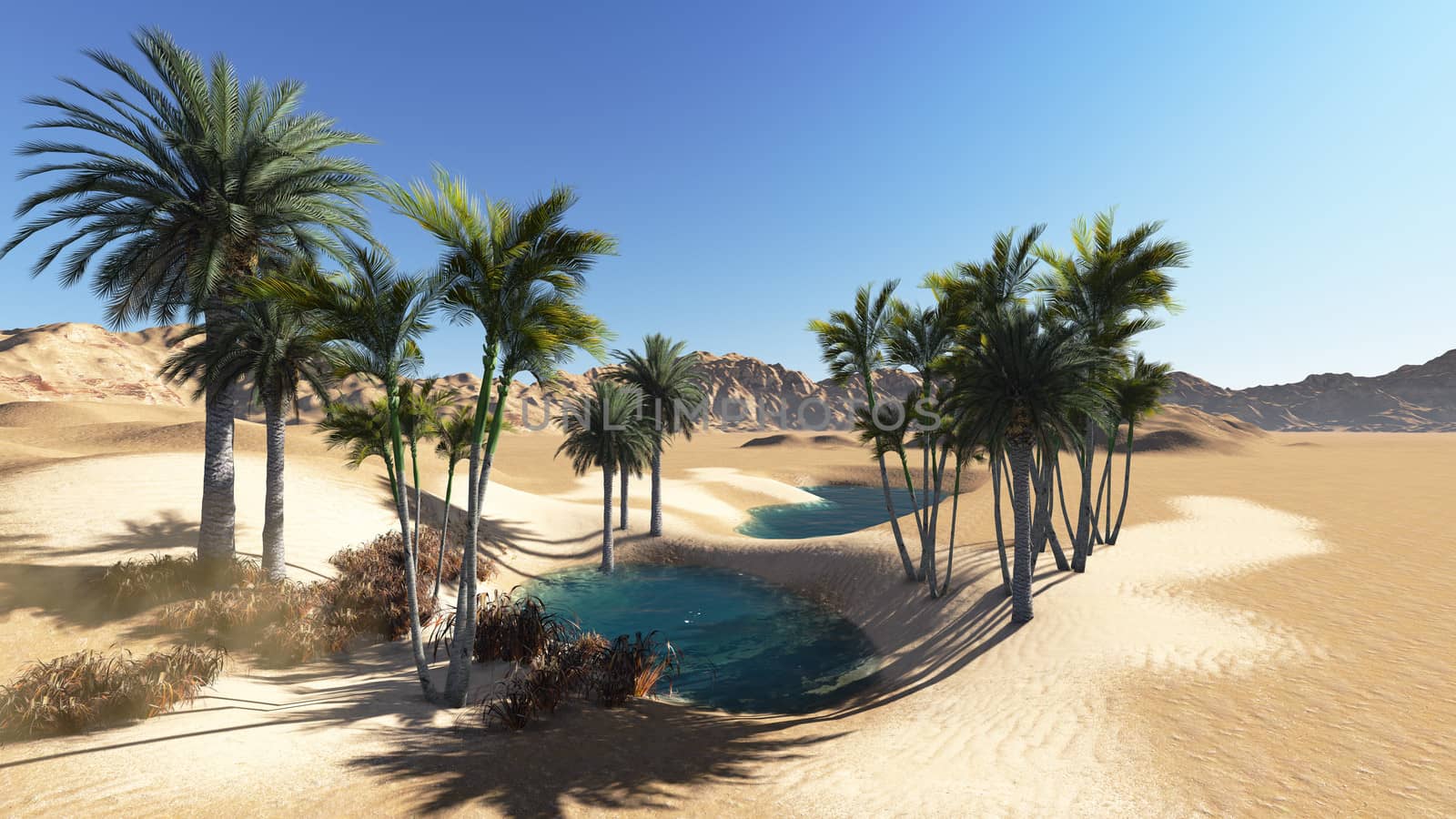 Oasis by vitanovski