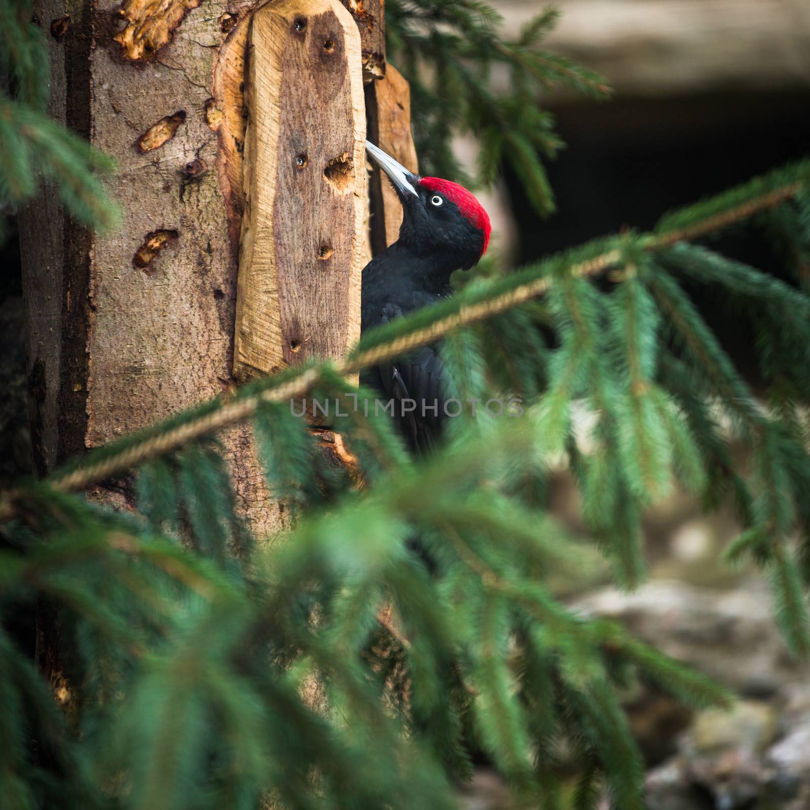 Black Woodpecker (Dryocopus martius) by viktor_cap