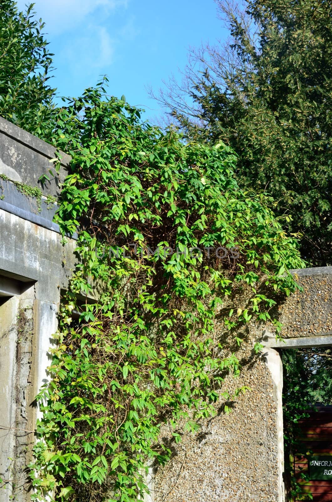 walls and shrub by pauws99