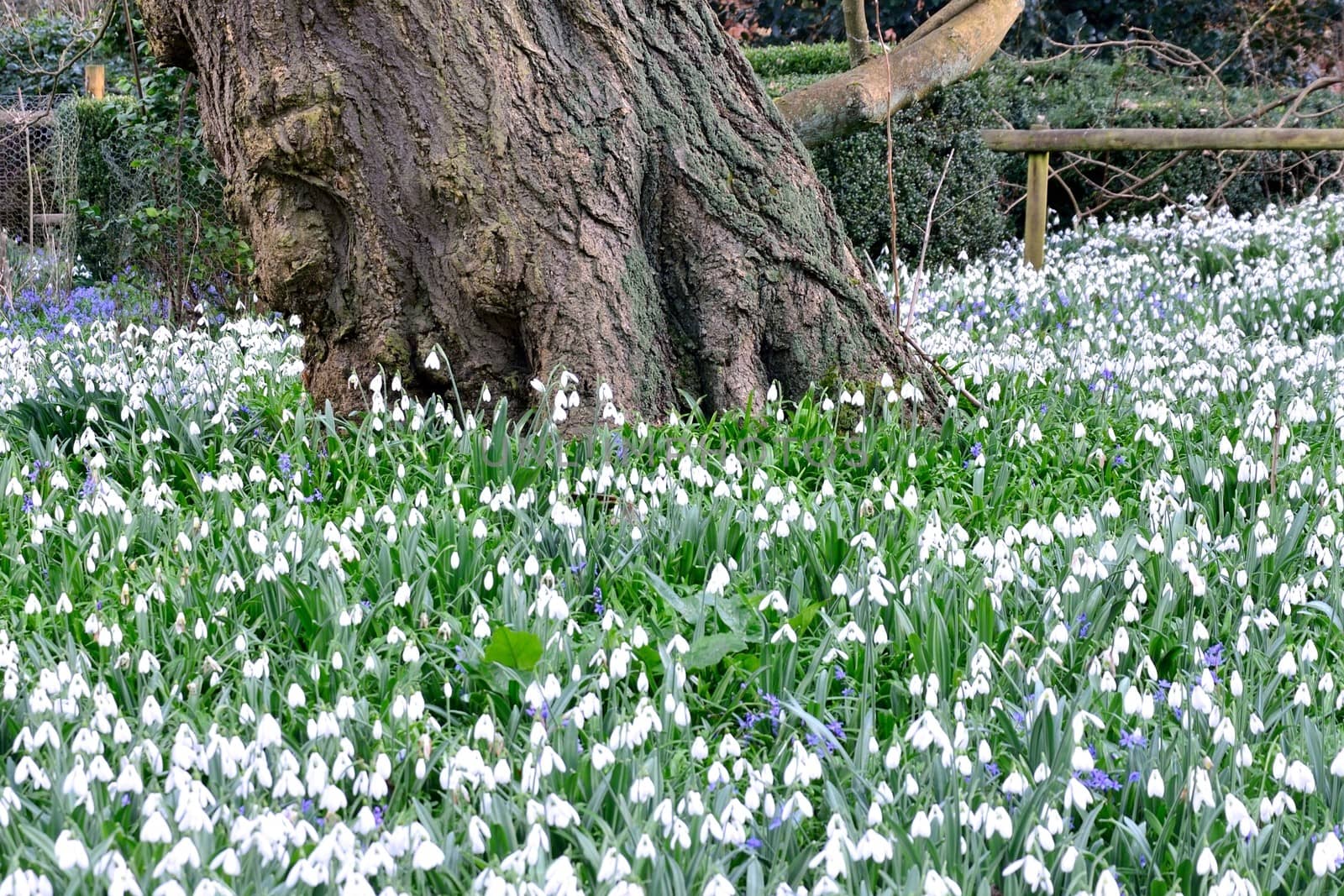 Snowdrops by large treetrunk