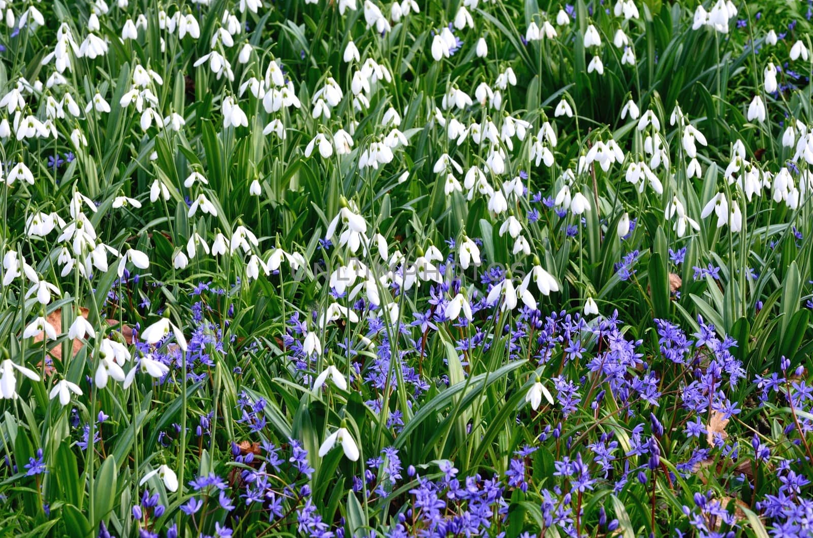 Snowdrops with blue flowers