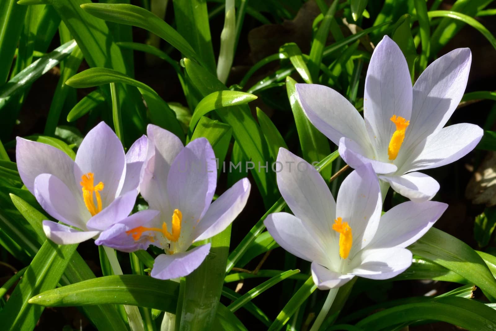 Group of wild Crocuses by pauws99