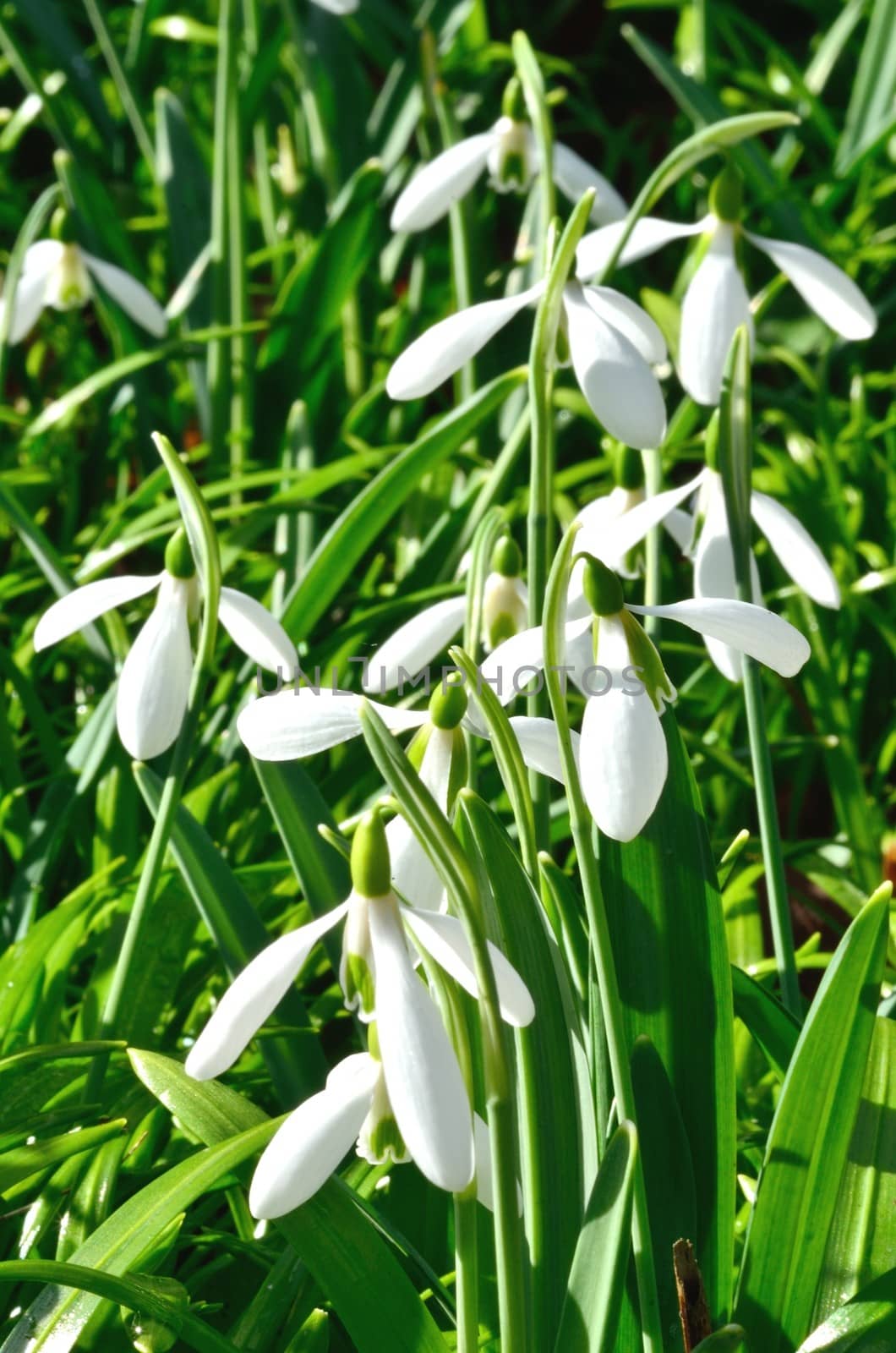 Group of snowdrops