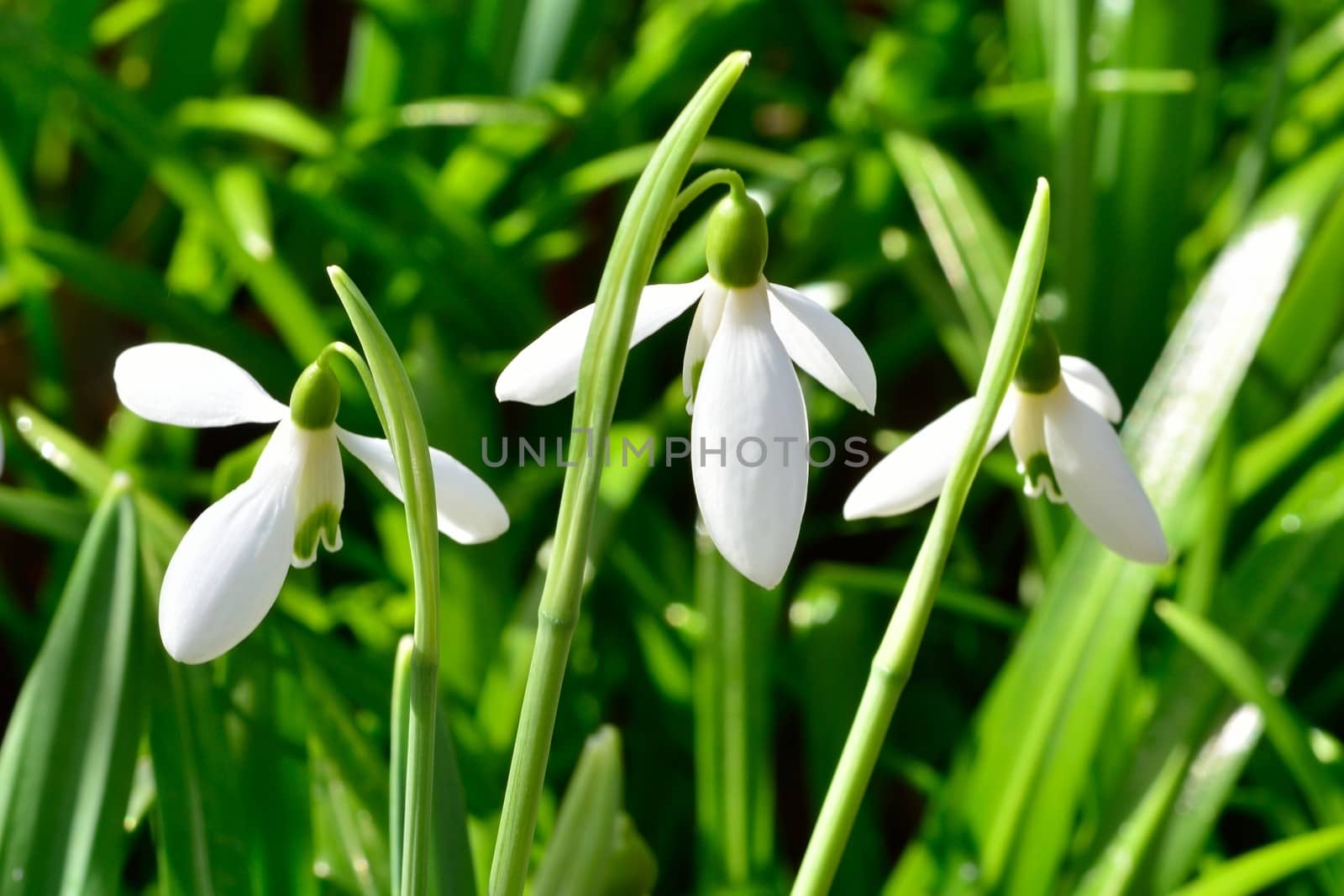 small group of snowdrops