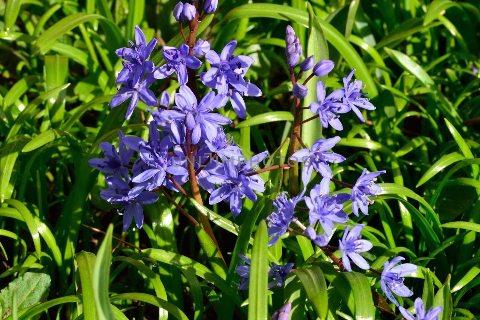 Blue flowers in spring by pauws99