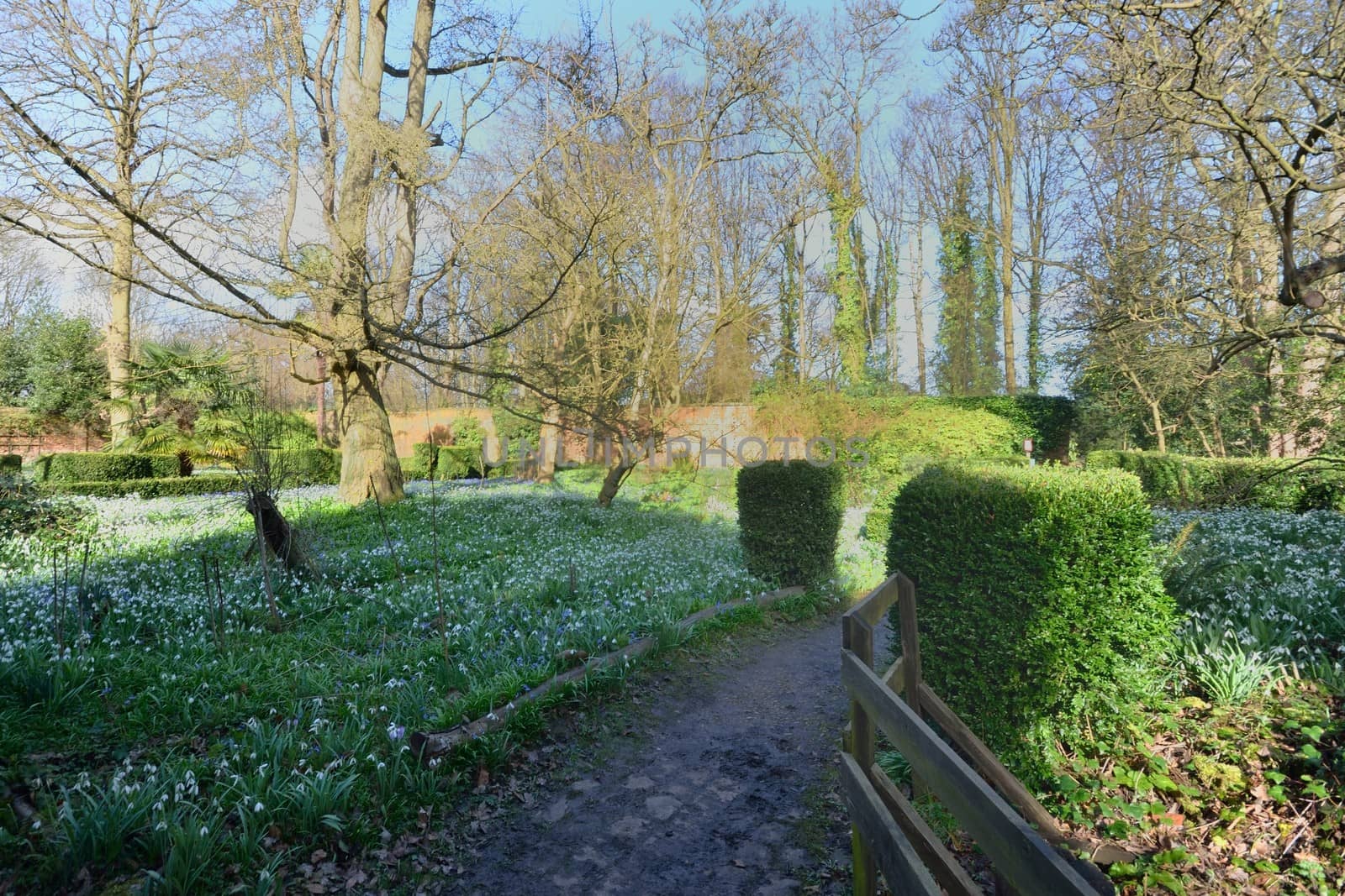 snowdrops in garden by pauws99