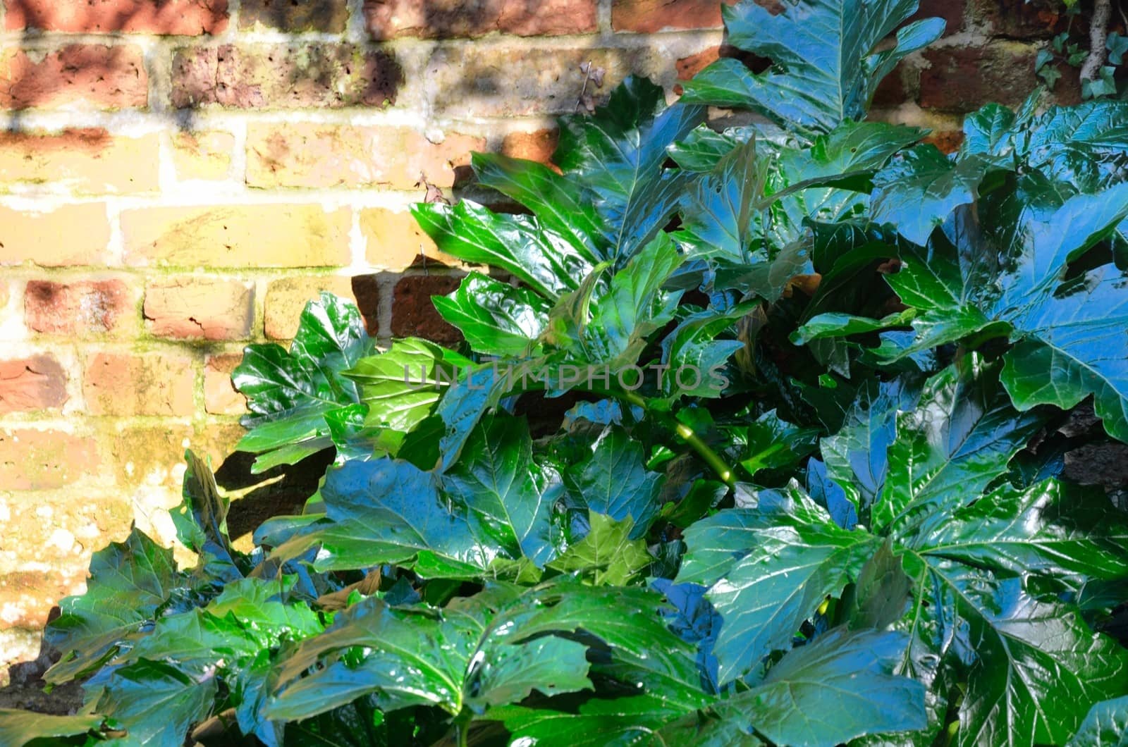 wild rhubarb leaves