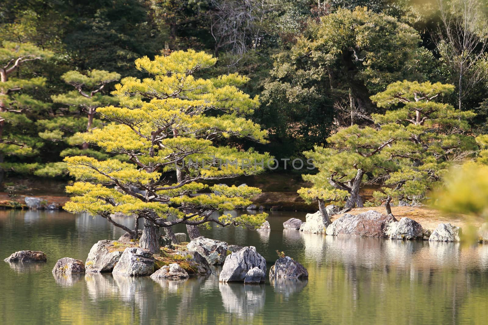 Kyoto, Japan - Japanese garden at famous Kinkakuji (Kinkaku-ji)