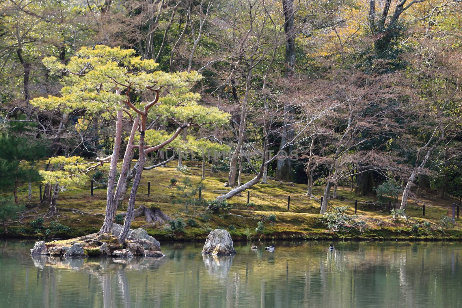 Japanese garden at famous Kinkakuji  by rufous