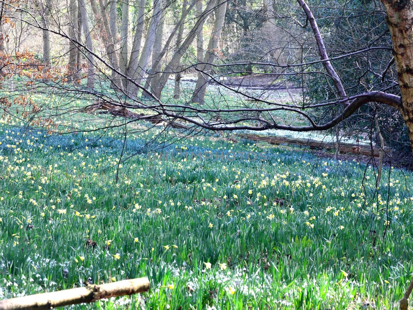 sring flowers in forest