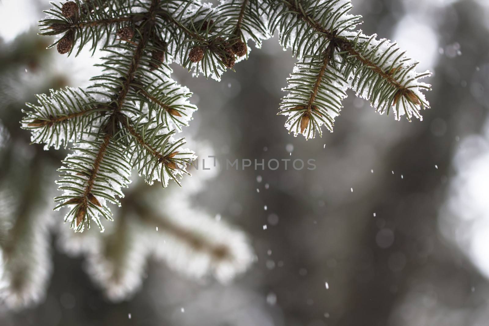 Winter sketch background with fir branches and falling snow