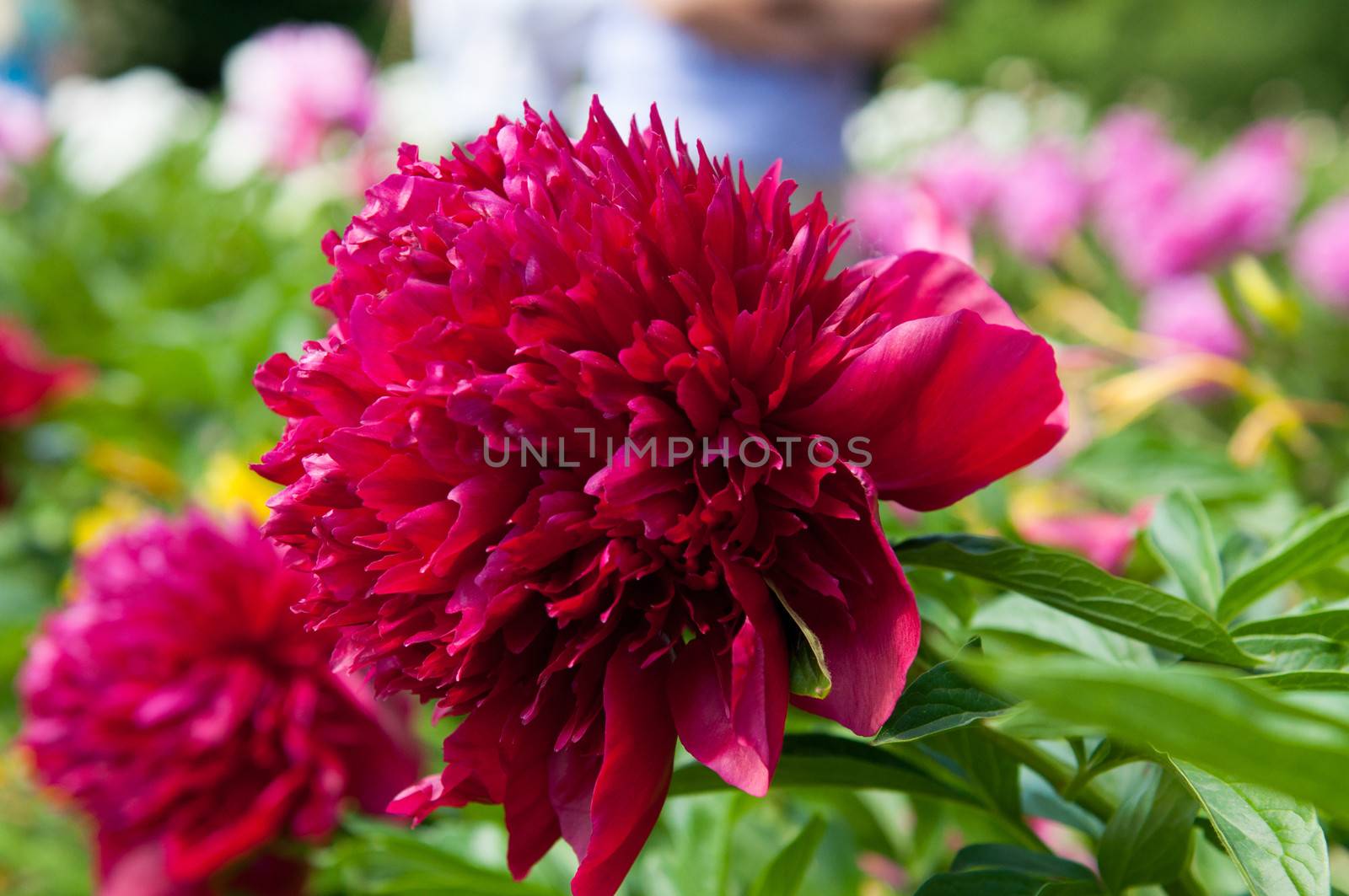 Close-up view of gently pink peony flower in sunny spring day.