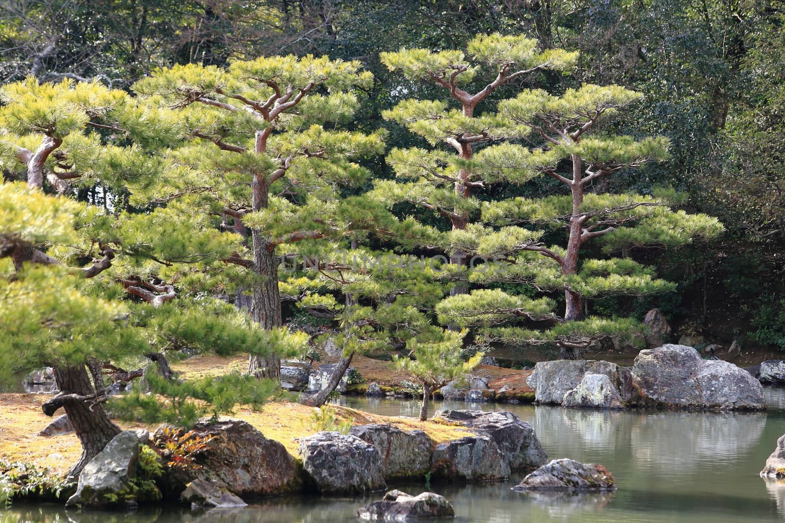 Japanese garden at famous Kinkakuji  by rufous