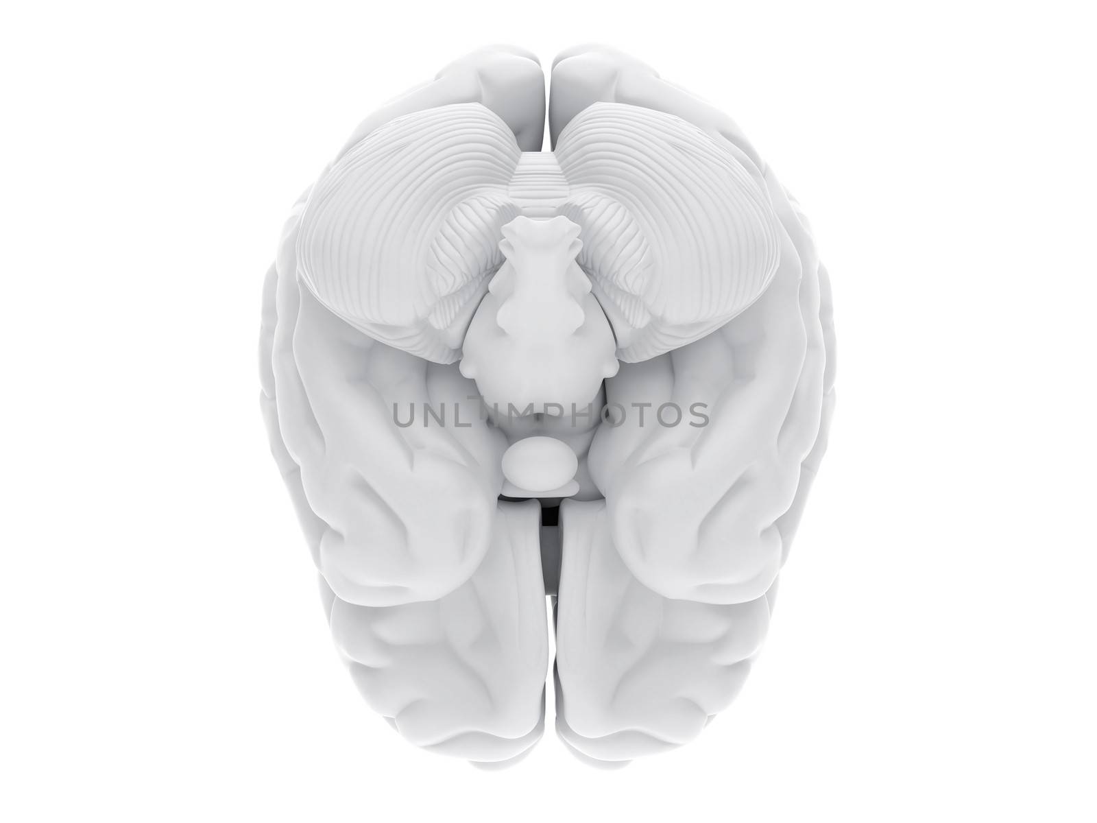 High resolution image. 3d rendered illustration. 3d human brain.