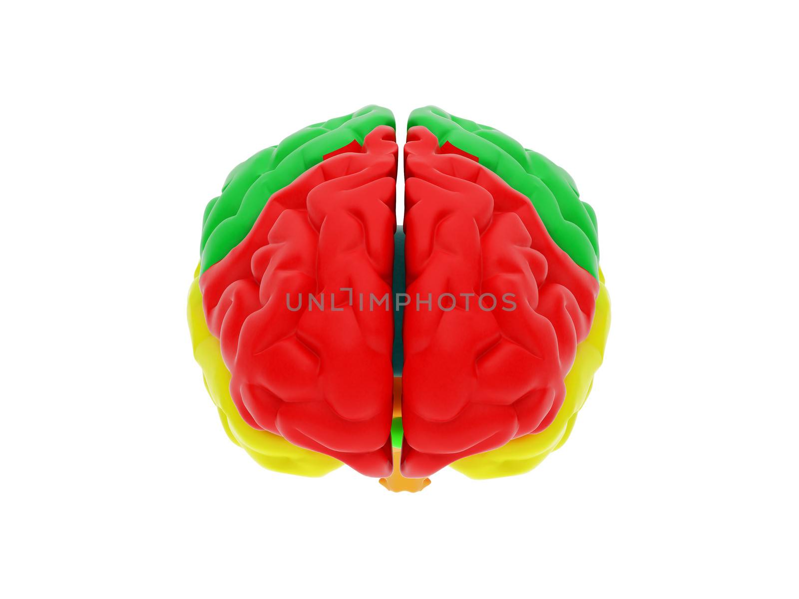 3d human brain by rook