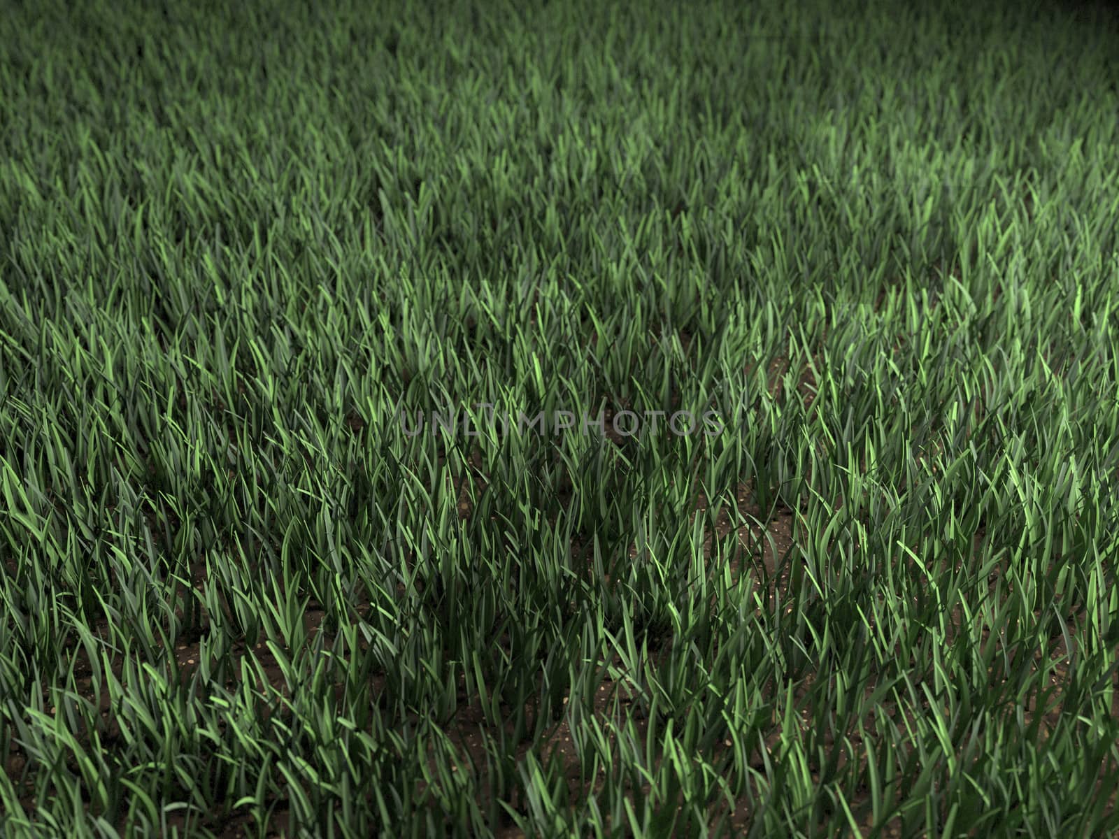 A stark shadow of a Christian cross is projected on a lush green lawn.