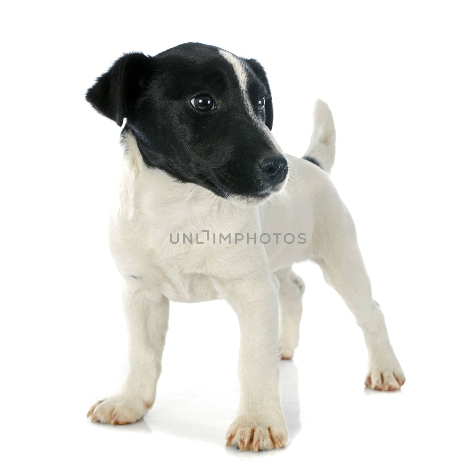 portrait of a purebred puppy jack russel terrier in studio