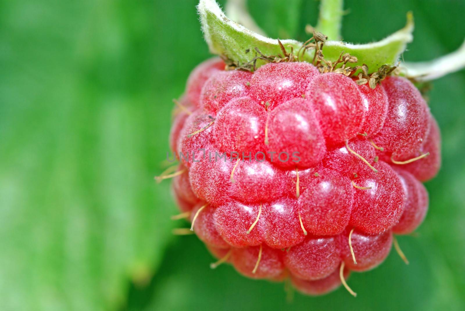 Raspberry, close up image in garden.