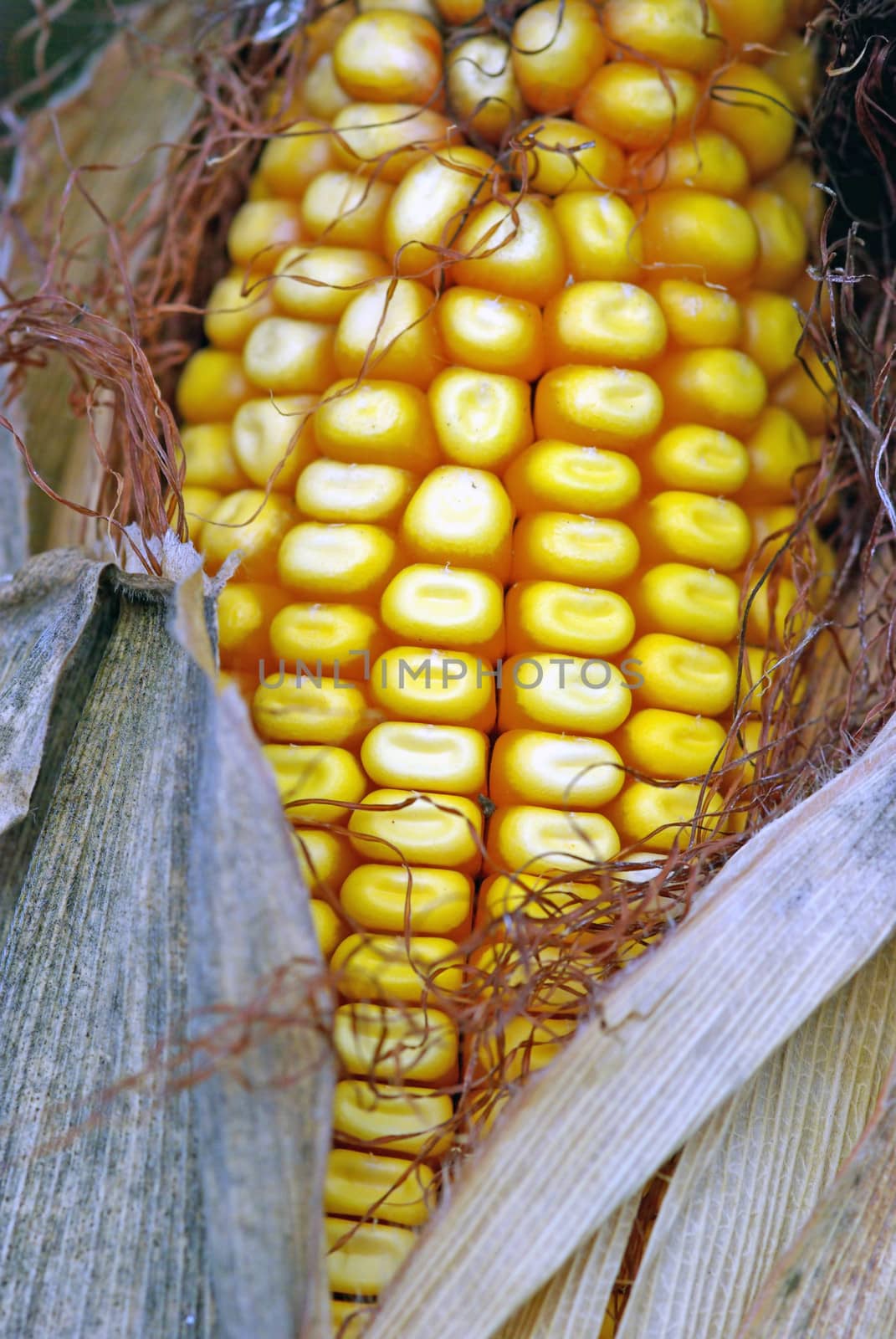 Corn at harvest time, close up image.