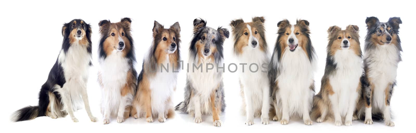 shetland dogs in front of white background