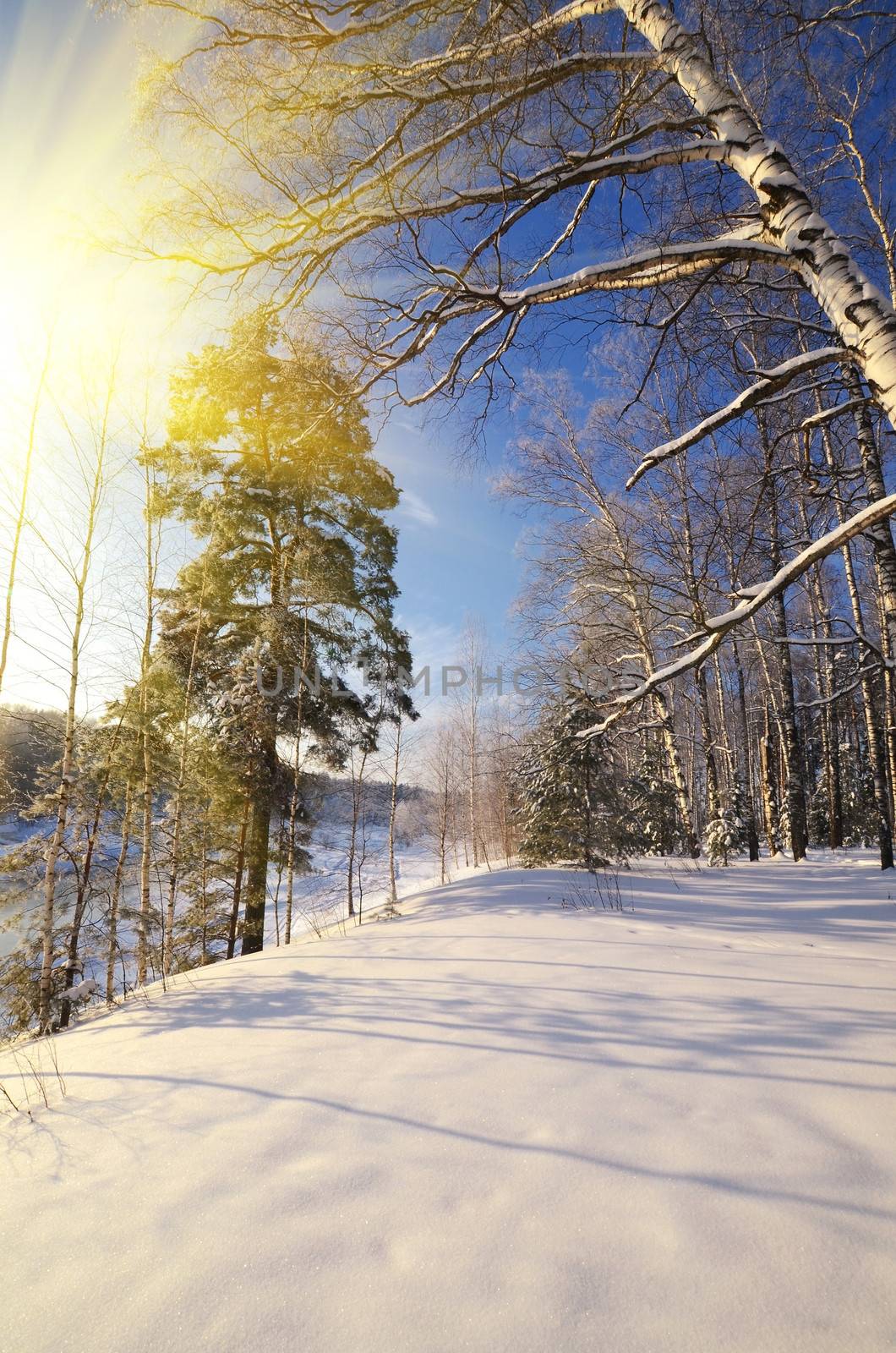 Winter landscape with sun and frozen trees in sunset