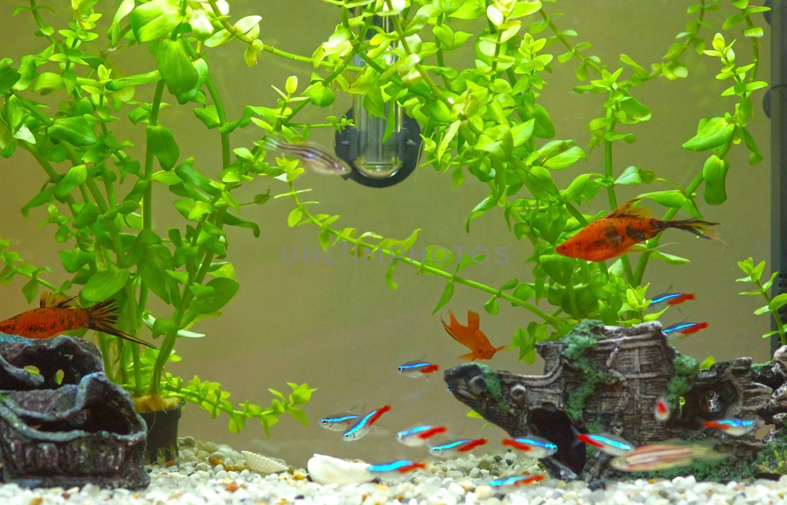 Decorative home aquarium with fishes and plants.