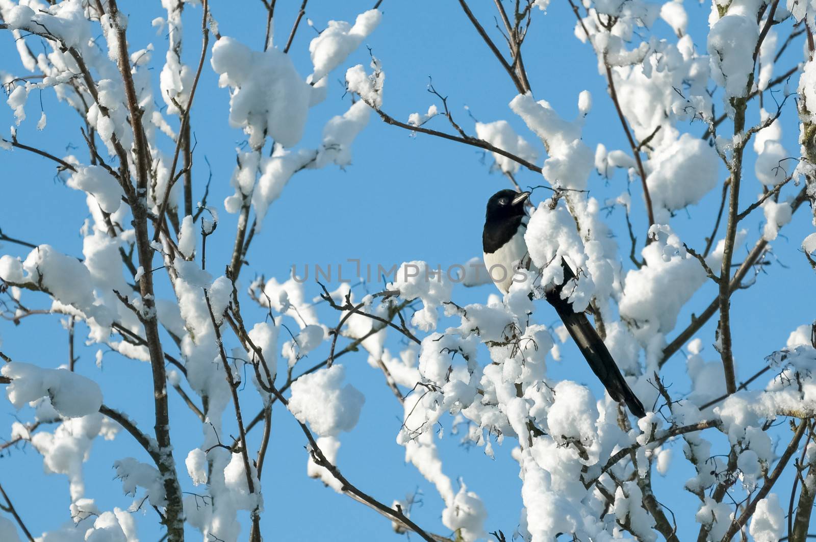 magpie perched in snow covered tree branches