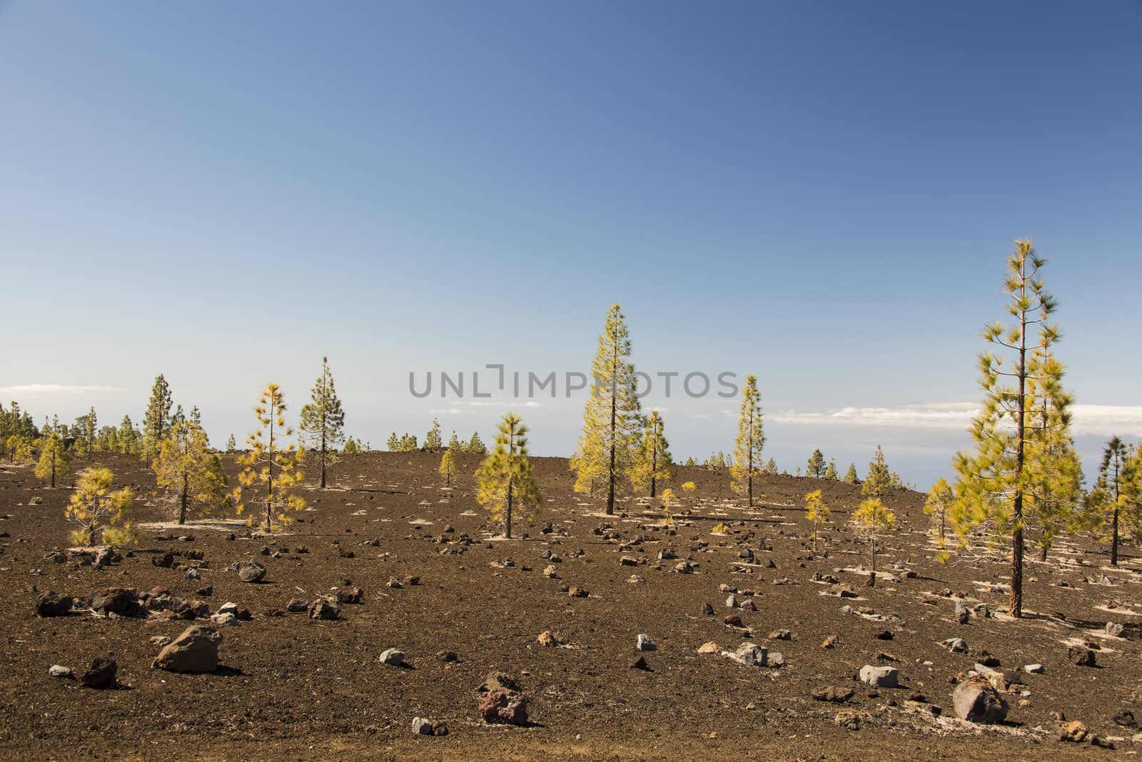 A pine forest in the barren volcanic landscape surrounding the volcano Teide on Tenerife, Canary Islands