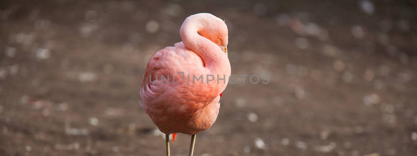 Pink Flamingos  by viktor_cap