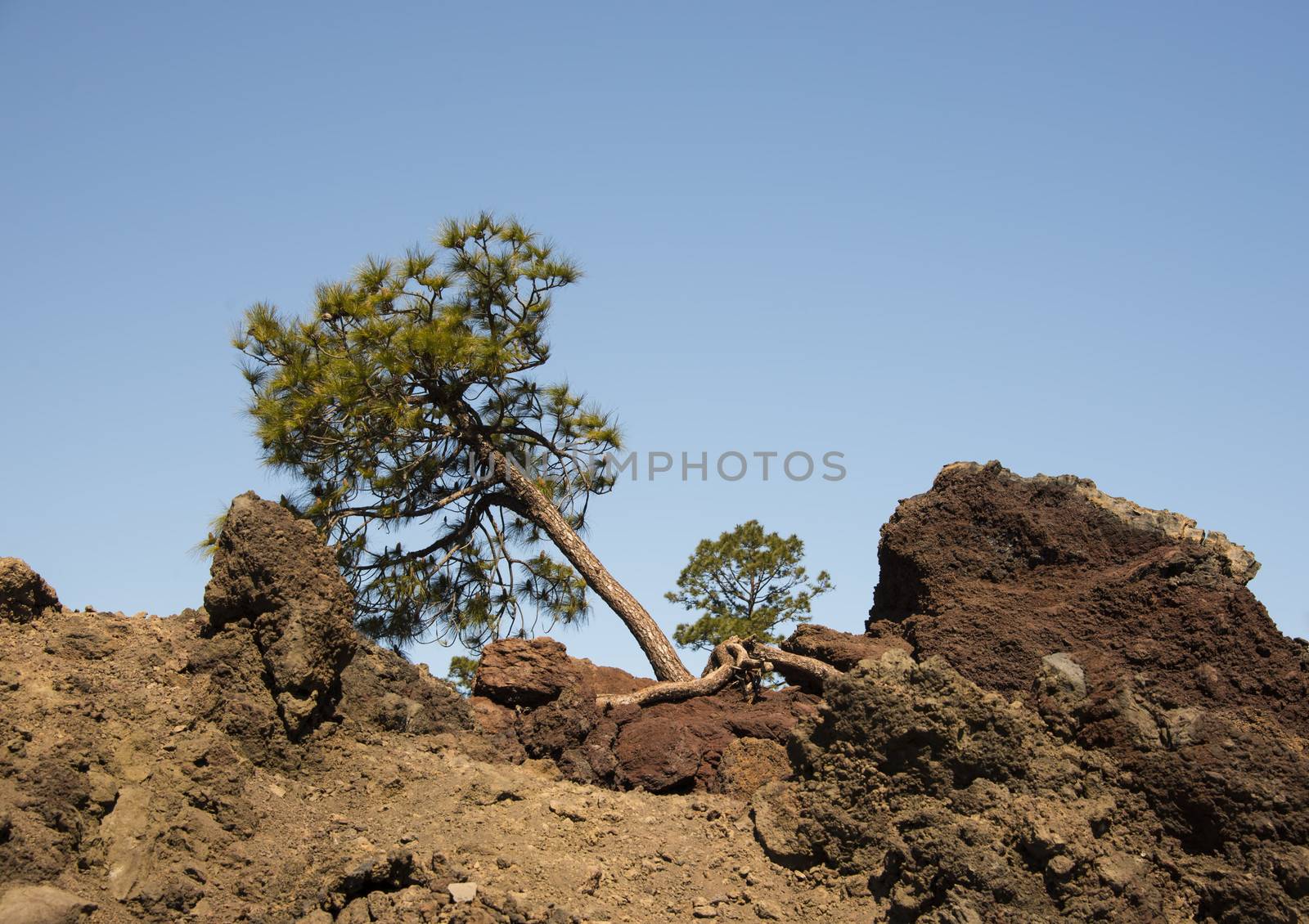 A pine tree striving for survival in barren volcanic soil