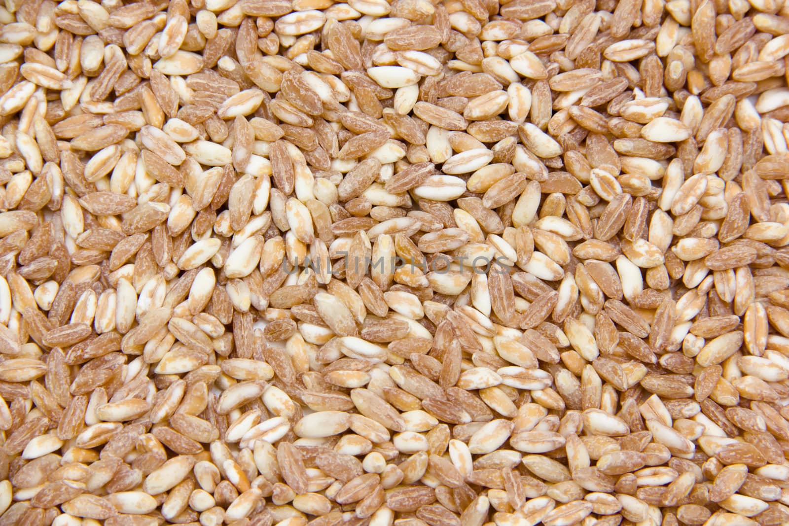 Wheat viewed from up close and personal