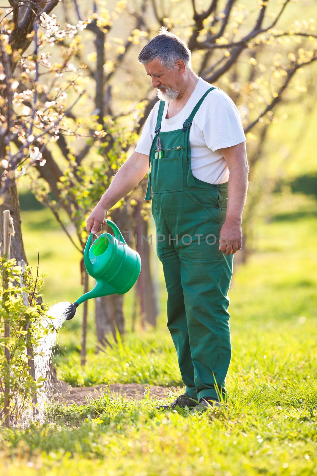 portrait of a senior gardener in his garden/orchard by viktor_cap