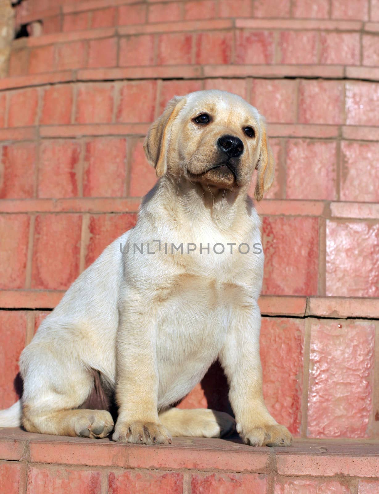 happy yellow labrador puppy portrait at the door