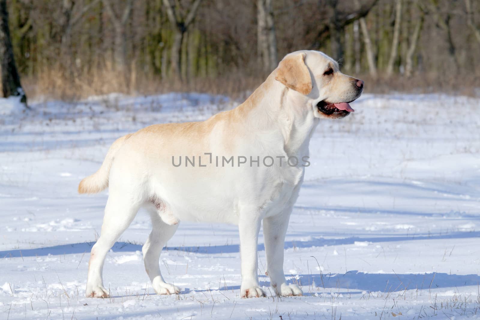 yellow labrador in the snow in winter