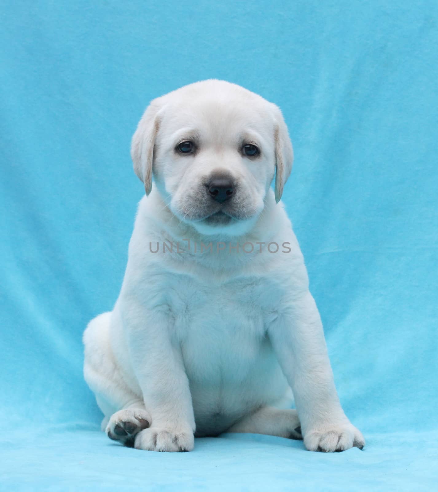 happy yellow labrador puppy laying on blue background