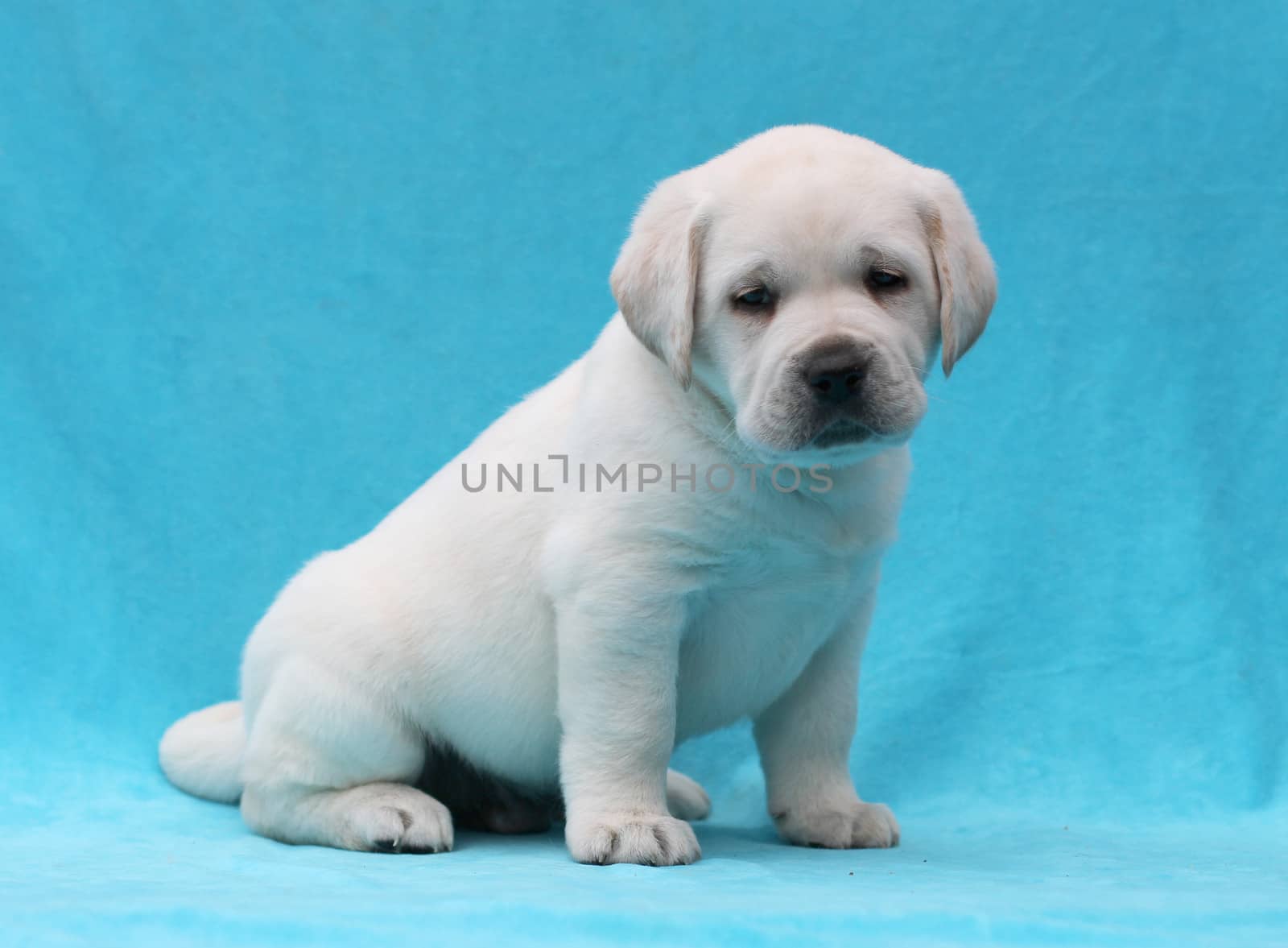 yellow labrador puppy laying on blue background
