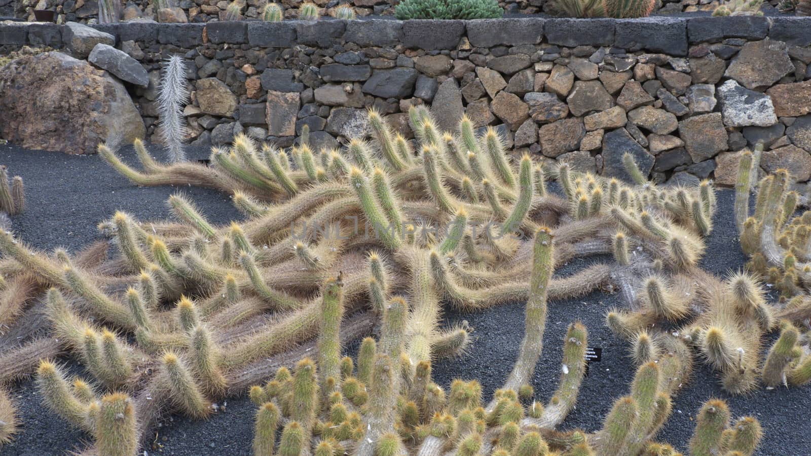 Cactus by mitzy