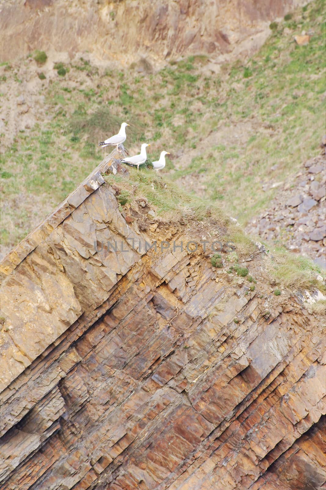 Seagulls close to Hartland Quay