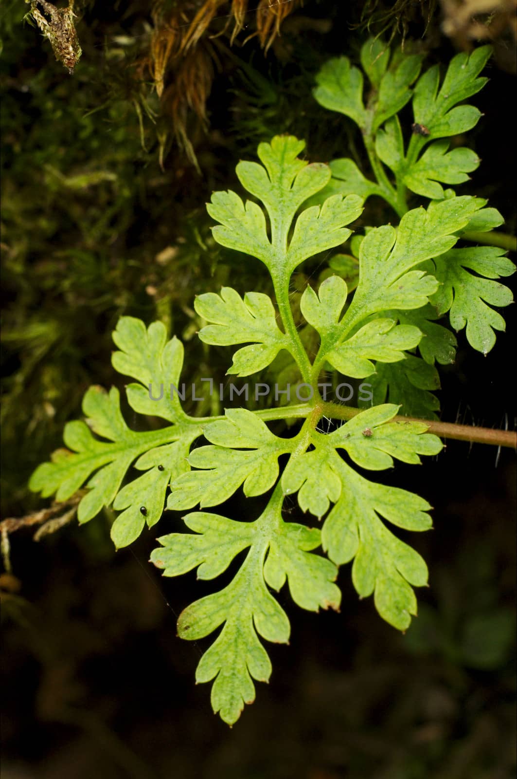 Vegetation grown on a wood of Exmoor