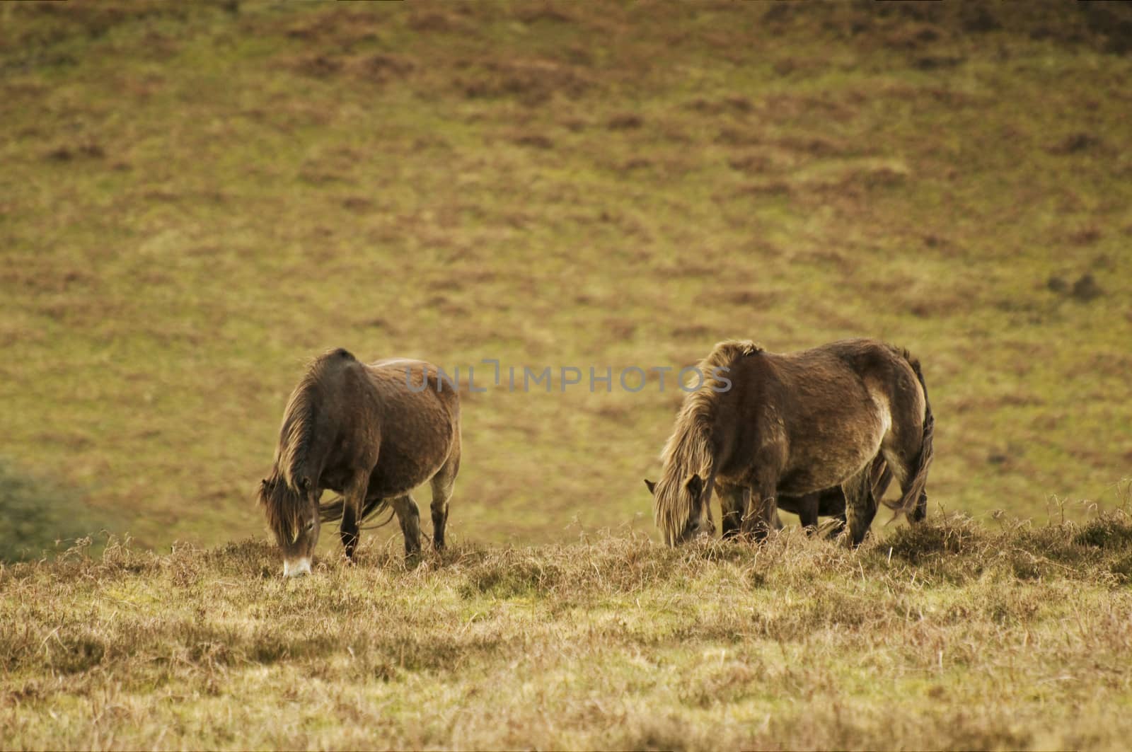 Ponies at the moors of Exmoor national park