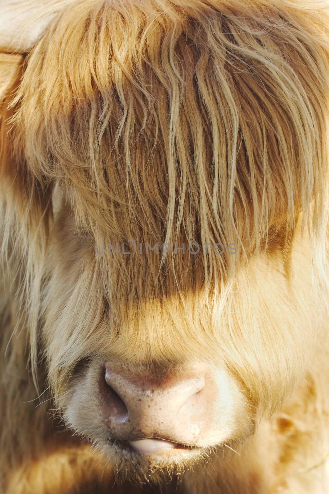 A highland cow that was roaming at Dartmoor