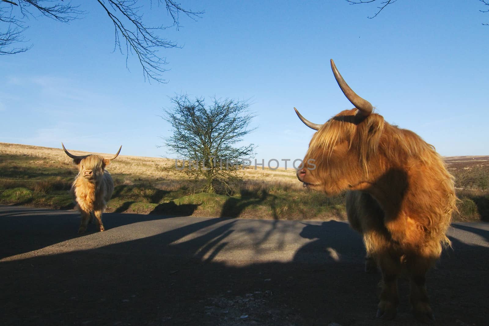 A highland cow that was roaming at Dartmoor