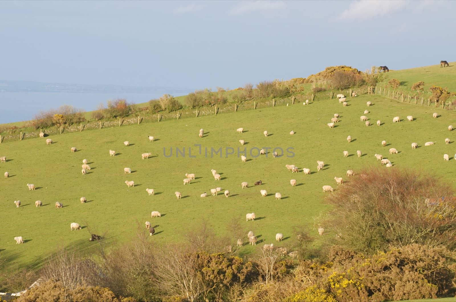 Sheep grazing at Exmoor