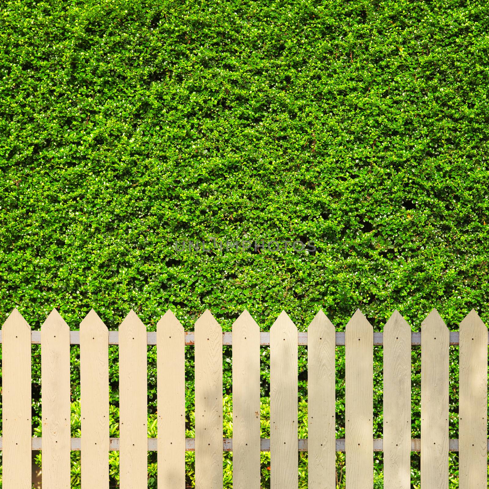 White fences with green leaves background