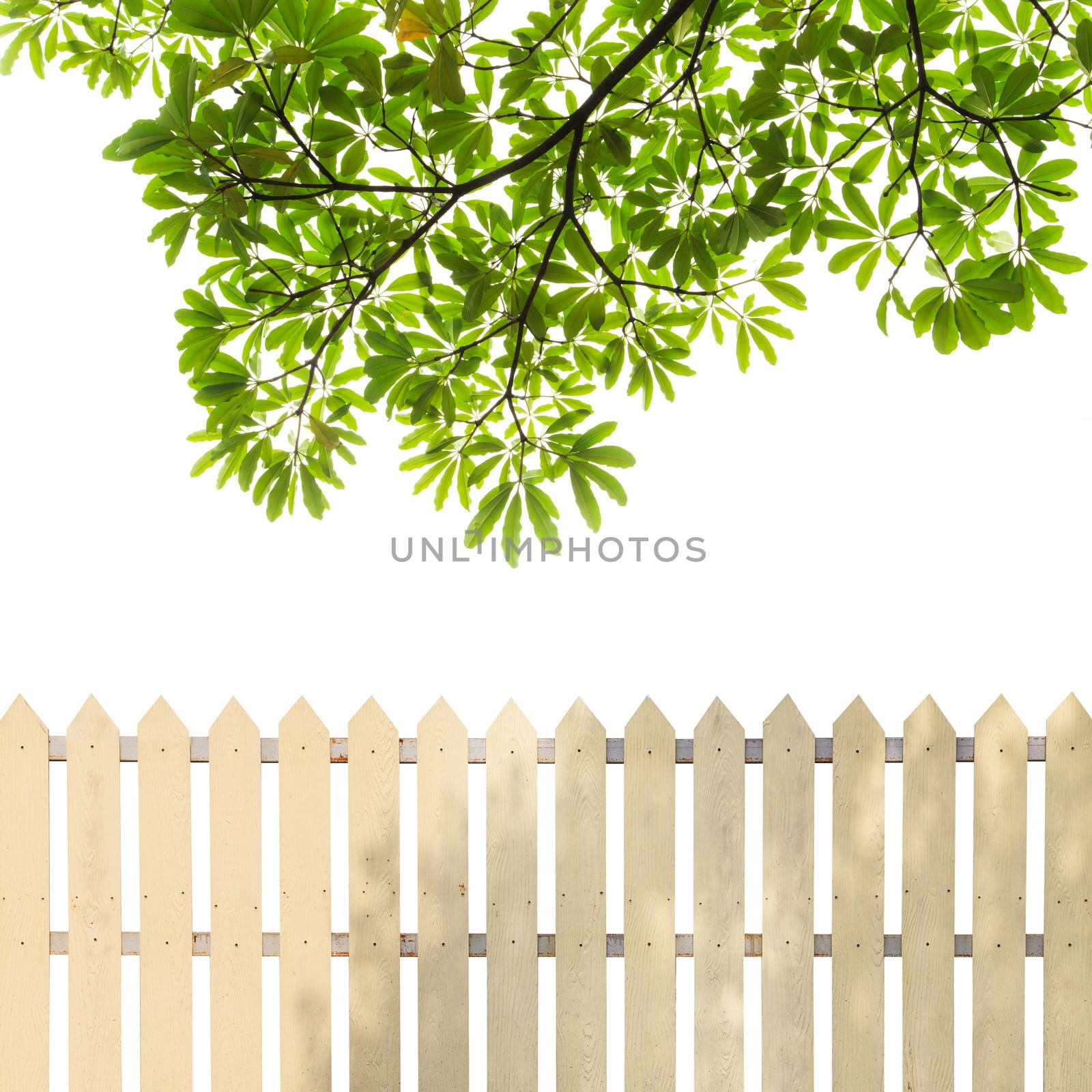 White fences with green leaves background