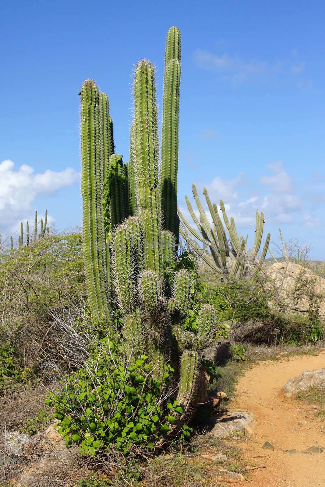 Typical vegetation of Aruba, ABC Islands, Caribbean