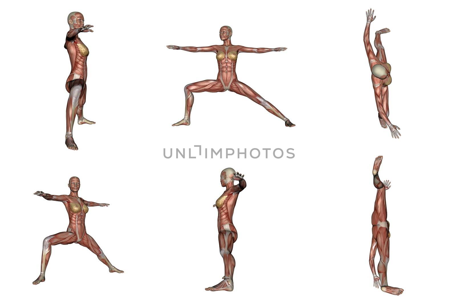 Six different view of warrior yoga pose for woman with muscle visible in white background