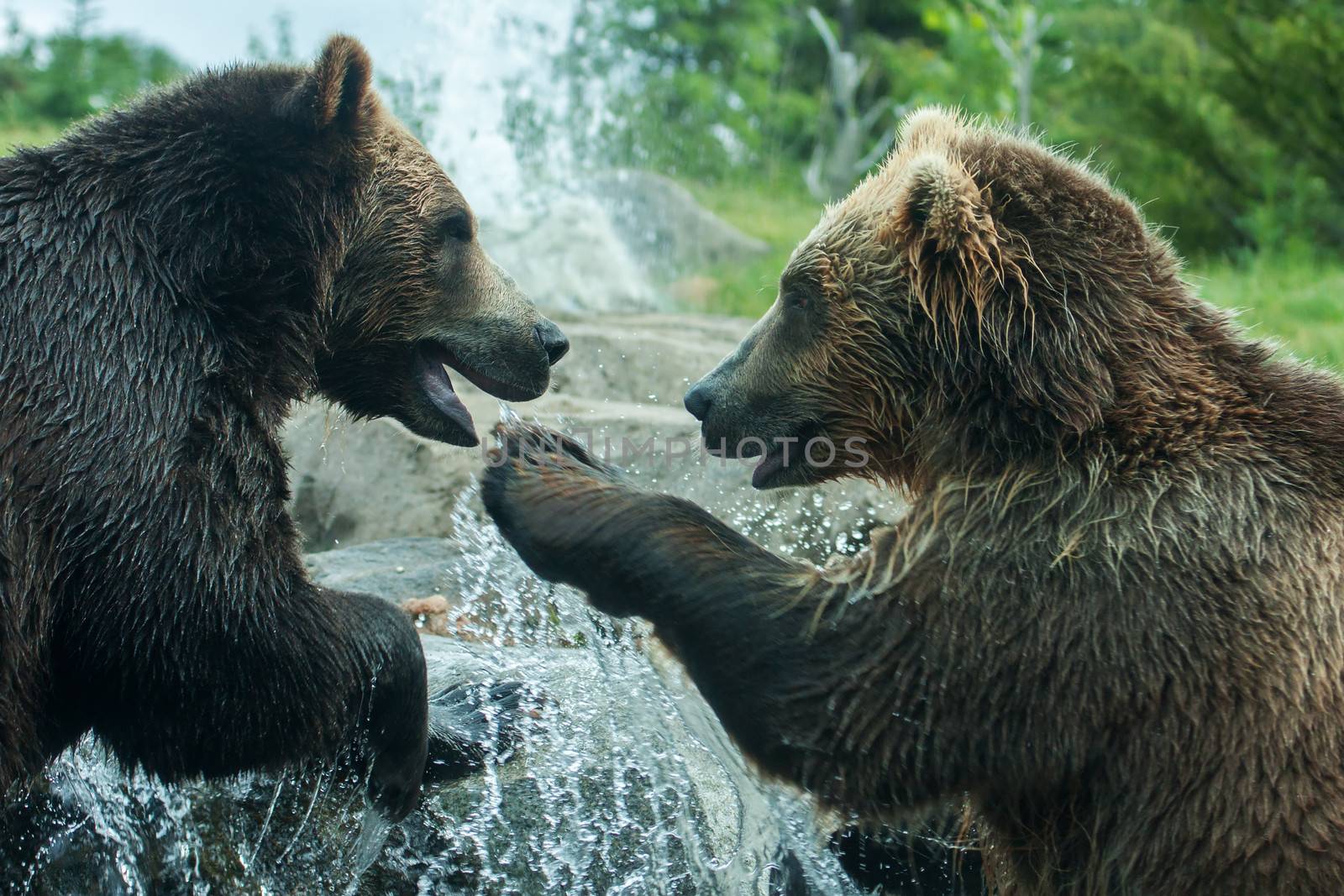 Two Grizzly (Brown) Bears Fighting or playing