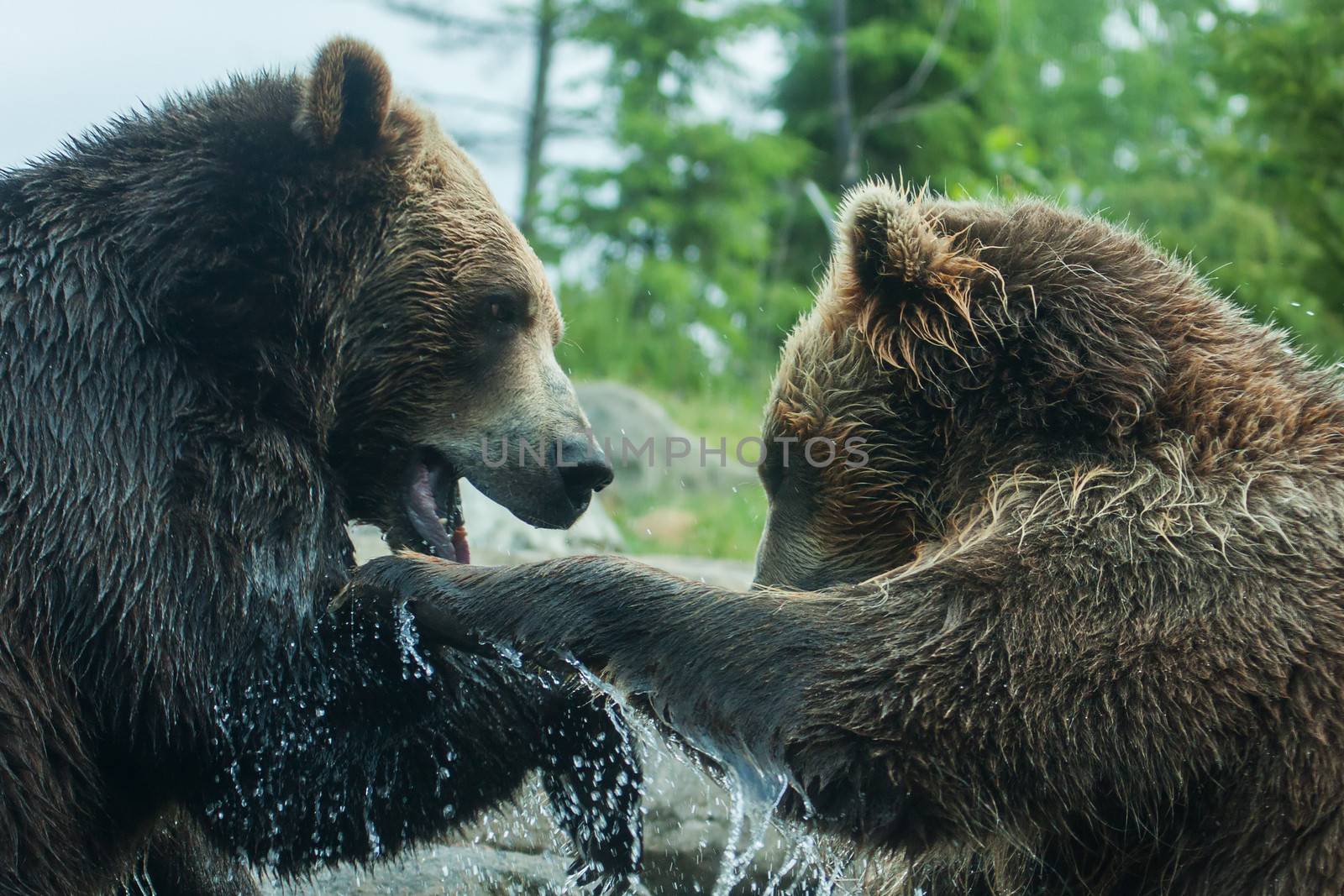 Two Grizzly (Brown) Bears Fight by Coffee999